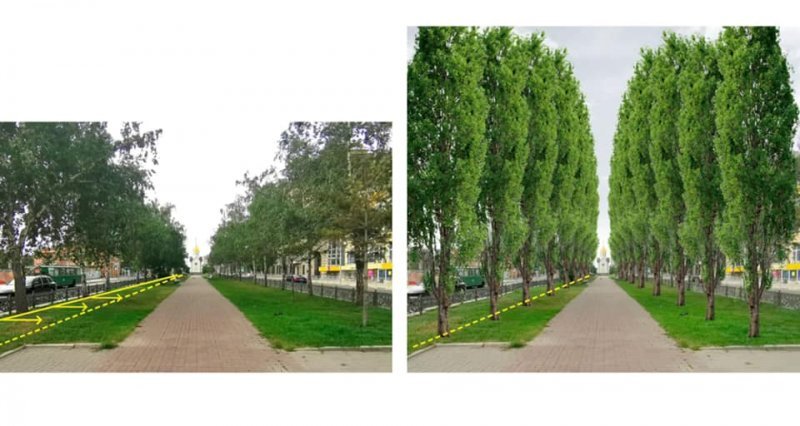 В мэрии объяснили планируемый снос деревьев на бульваре Красного проспекта