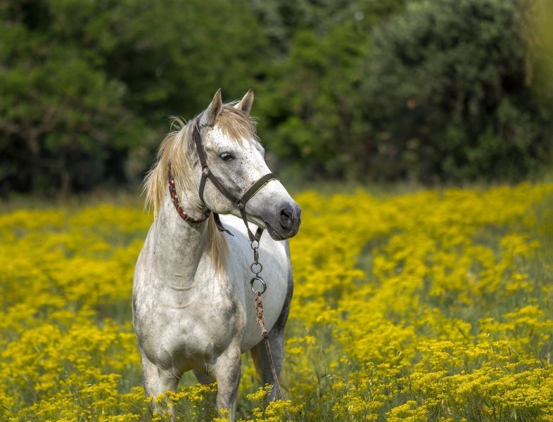 В Новосибирской области чиновник ответит перед судом за незаконный вывоз коней за границу