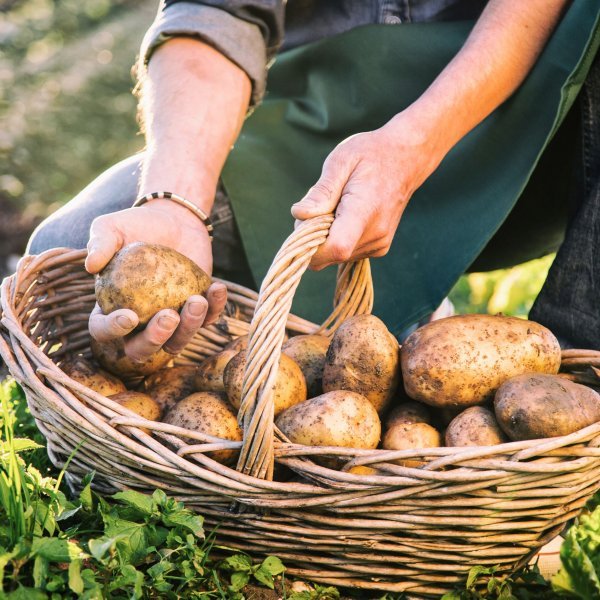 Как хранить картошку: советы бывалых фермеров