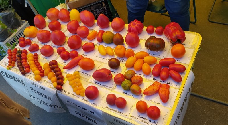 Сладкие, мохнатные и полосатые: новосибирские садоводы показывают свой урожай помидоров на ярмарке