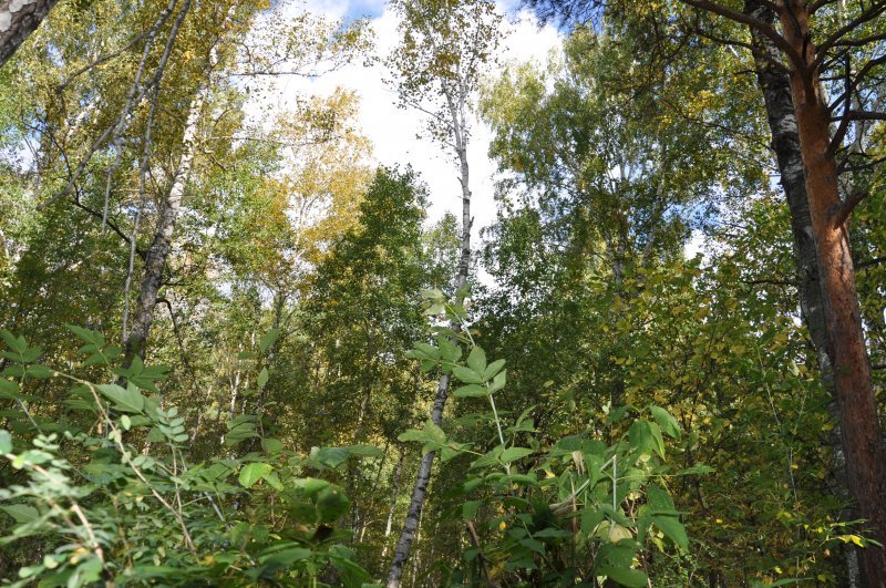 Депутатов увезли в лес и засыпали листвой на Шлюзе: новую ООПТ готовят в Новосибирске