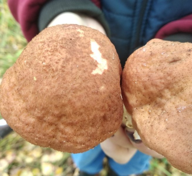Опята размером с белый гриб нашли в лесу под Новосибирском