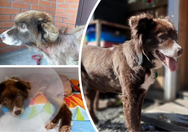 Новосибирские зоозащитники спасли и вылечили лысого пса с мячиком в желудке, который он съел от голода