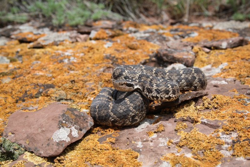 Смертельно опасные змеи расползаются по Новосибирской области: врачи не умеют лечить их укусы