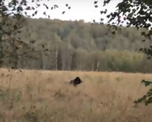 Огромного медведя обнаружили около деревни в Болотнинском районе (ВИДЕО)