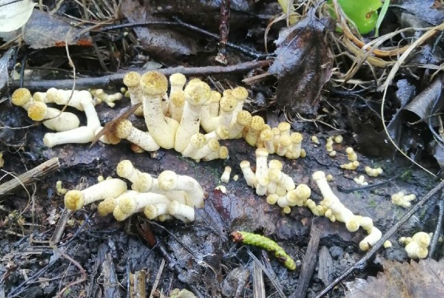 «Не опяточная осень»: в этом году новосибирцы могут не дождаться осенних грибов