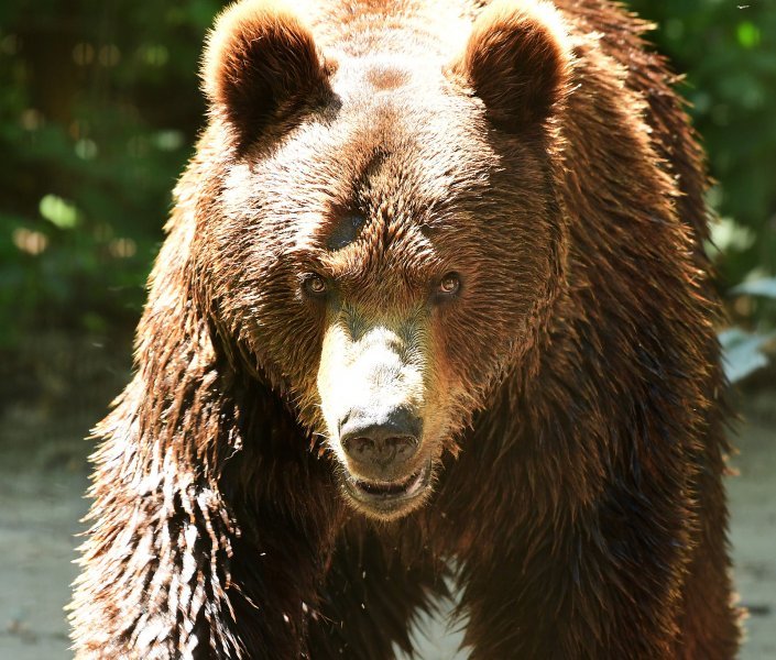 «Хищник очень крупный»: медведя видели в лесу под Новосибирском