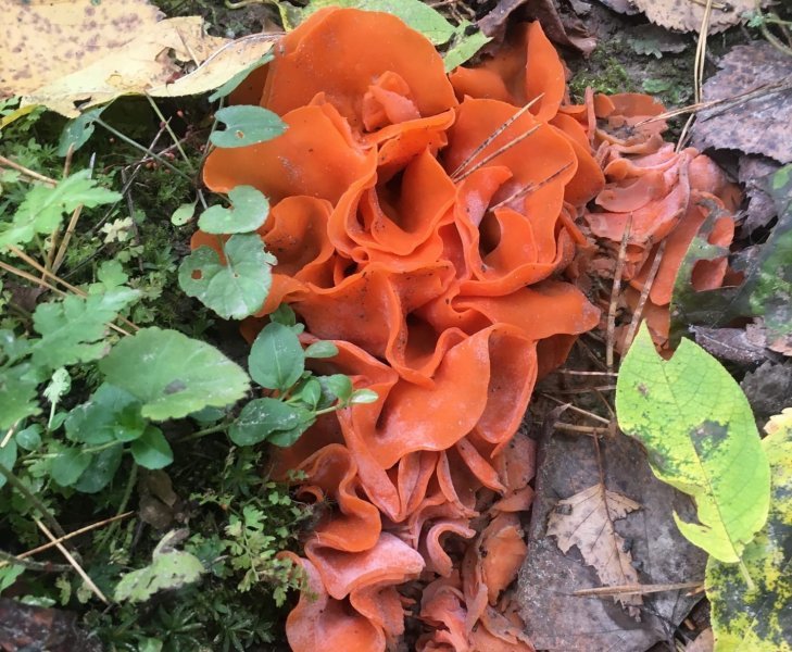 Краснокнижный гриб апельсинового цвета нашли в лесу под Новосибирском