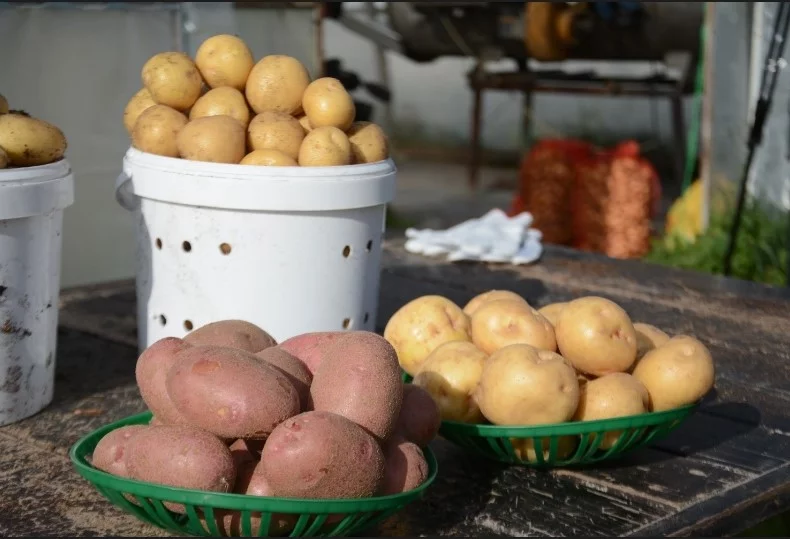 Новый сорт картофеля вывели ученые из Новосибирска