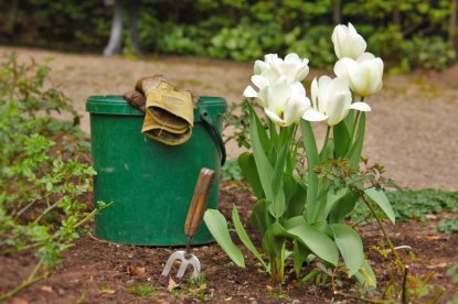 Правила посадки тюльпанов осенью: на что обращать внимание
