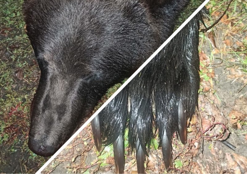 Опасного медведя застрелили в Мошковском районе