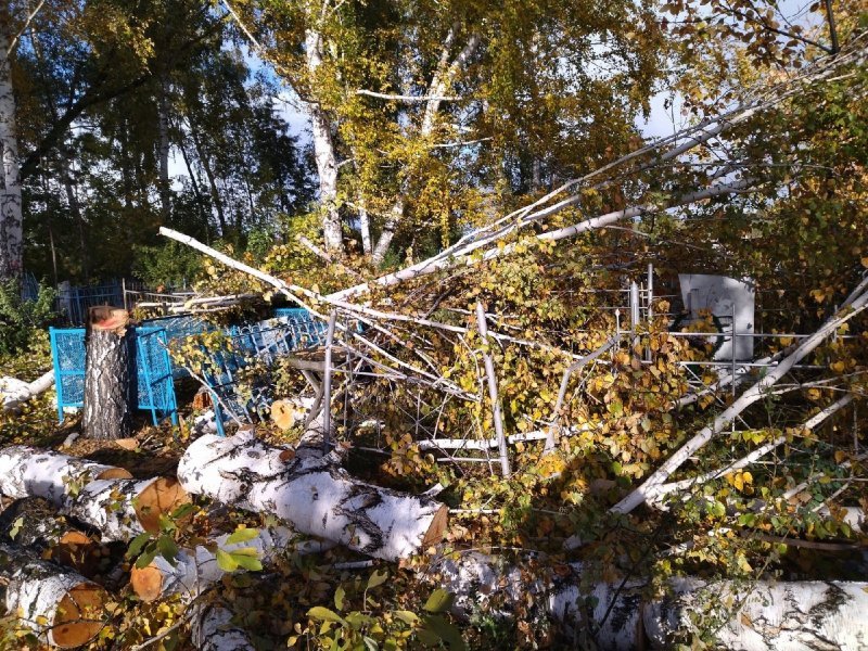 Лесорубы разгромили кладбище в Коченевском районе