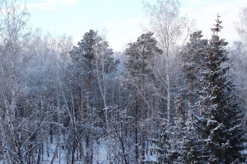 Морозы до -9 градусов надвигаются на Новосибирскую область