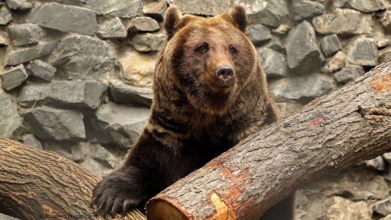 Зима близко: бурые медведи и барсуки впали в спячку в новосибирском зоопарке