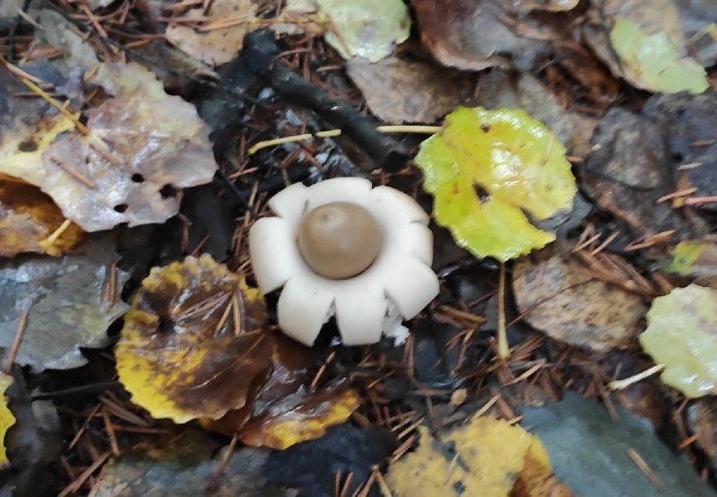 Редкий гриб с красивым названием нашли в лесу под Новосибирском