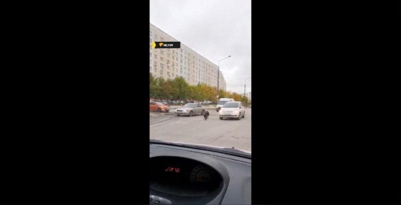 Двух растерянных баранов заметили на дороге в новосибирском МЖК