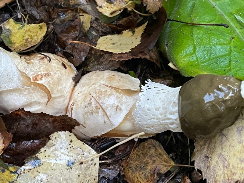 Под Новосибирском нашли грибы неприличного вида