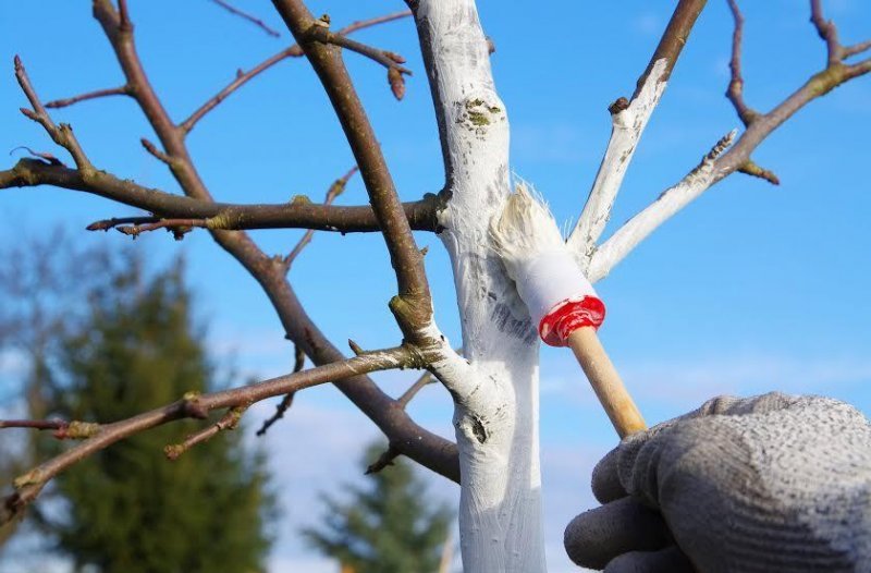 Способы защиты плодовых деревьев от грызунов в зиму: садоводы делятся секретами