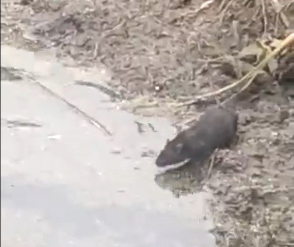 Пригород Новосибирска наводнили крысы (ВИДЕО)