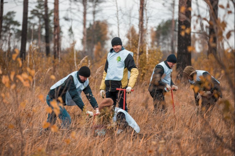 Молодыми лиственницами засадили место крупного лесного пожара под Новосибирском 