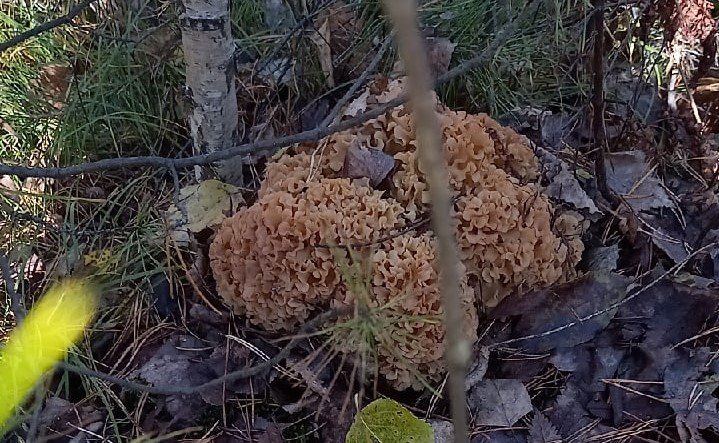 Противоопухолевый гриб-капусту нашли в лесу под Новосибирском