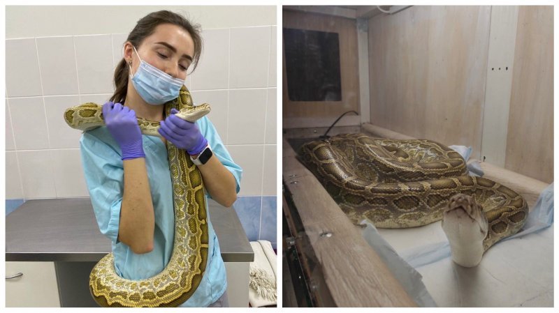 Ветеринары спасли кашляющую змею, и она отложила здоровые яйца