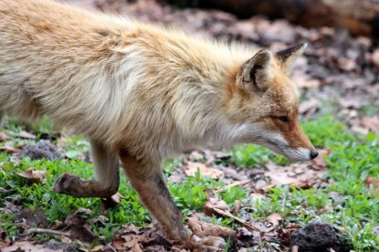 Лисиц и барсуков застрелят в лесах Новосибирской области из-за опасной болезни