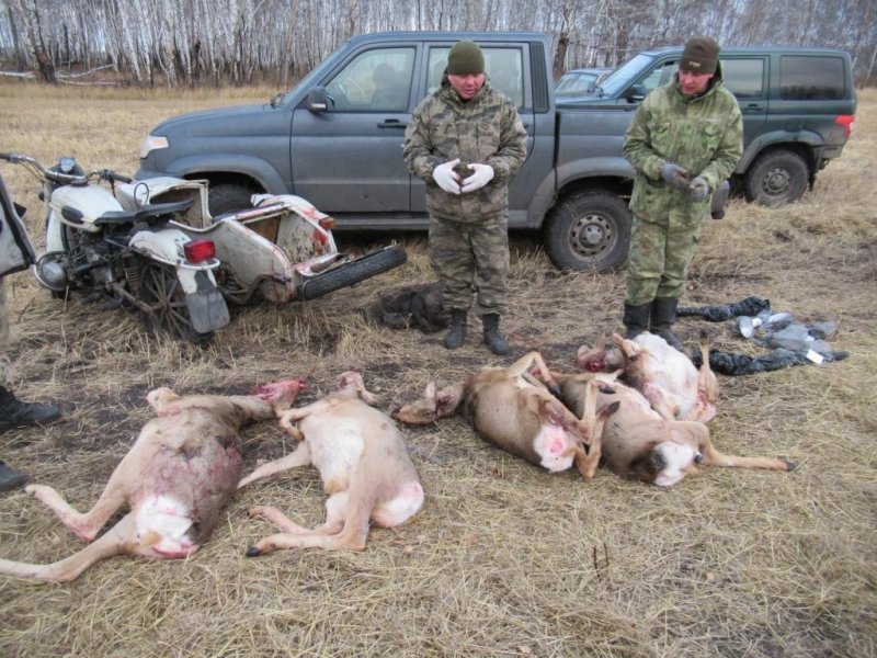 В федеральном заказнике «Кирзинский» поймали браконьеров с пятью тушами косуль