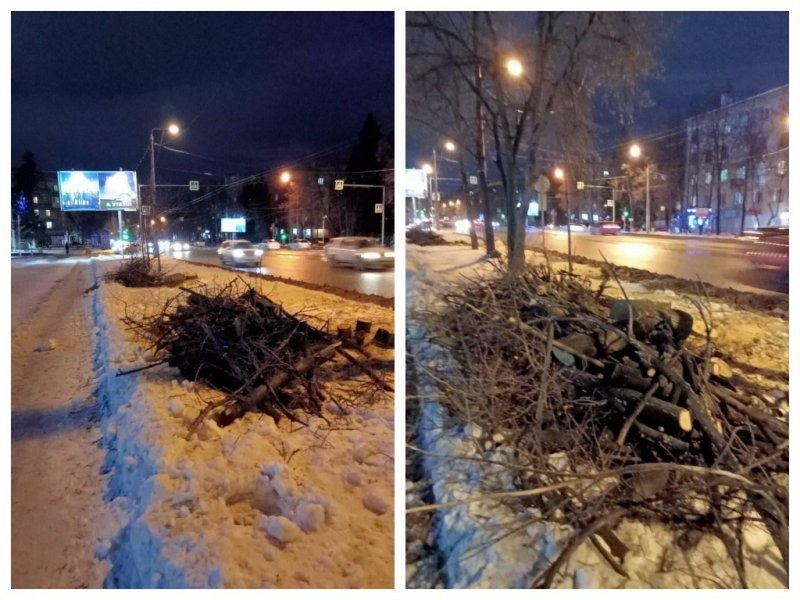 Таинственные дровосеки вырубили липы на улице Богдана Хмельницкого