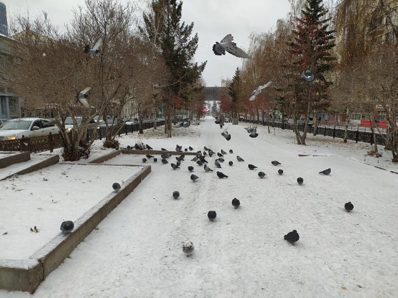 Морозы до –20 градусов вернутся в Новосибирск