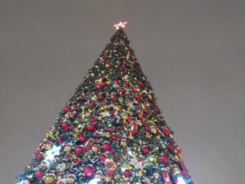 Главную новогоднюю елку в Новосибирске установят 1 декабря
