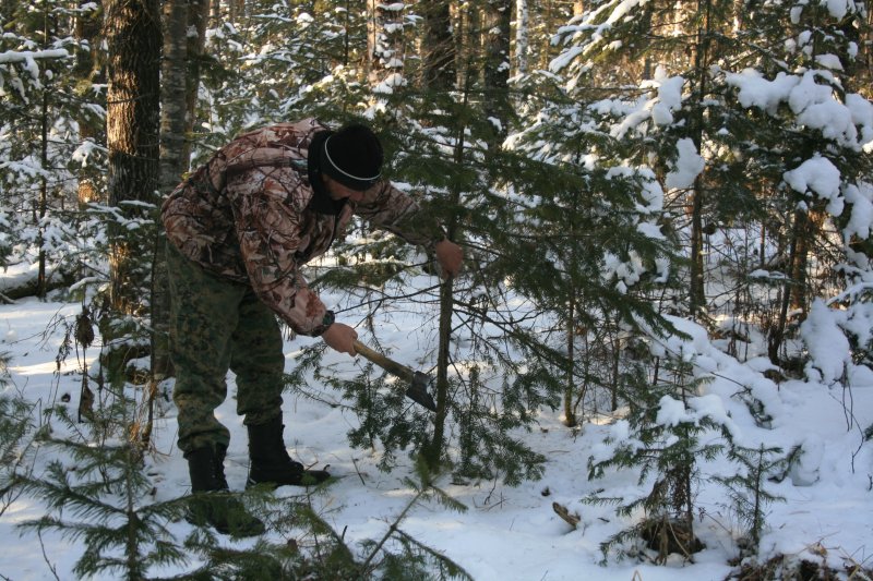 Новогодний патруль: в лесах начались елочные рейды, нарушителям грозят гигантские штрафы