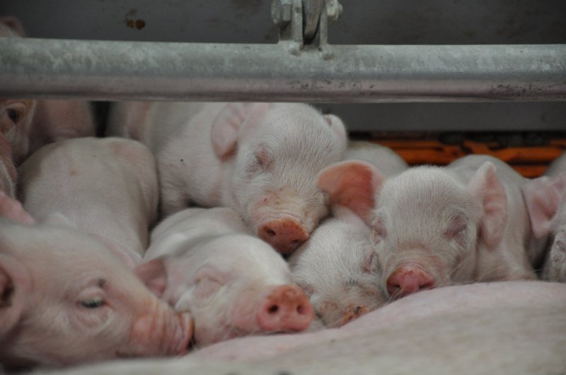 Полторы сотни рабочих мест даст открытие третьей очереди свинокомплекса в Колывани