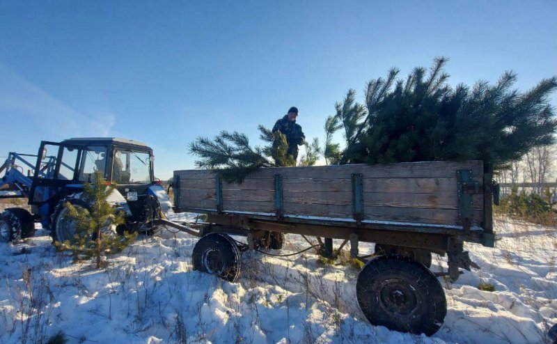 30 тысяч елок, пихт и сосен срубят к Новому году в Новосибирской области