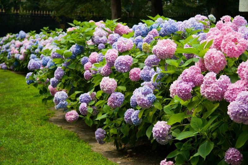 Топ-10 неприхотливых многолетних цветов для дачи: рекомендации опытных садоводов 