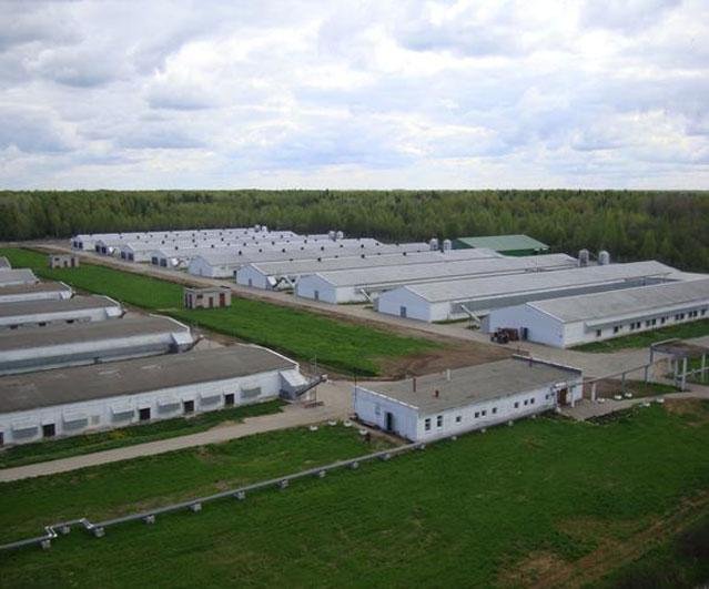 В Новосибирской области потребовали признать банкротом «Коченевскую птицефабрику»