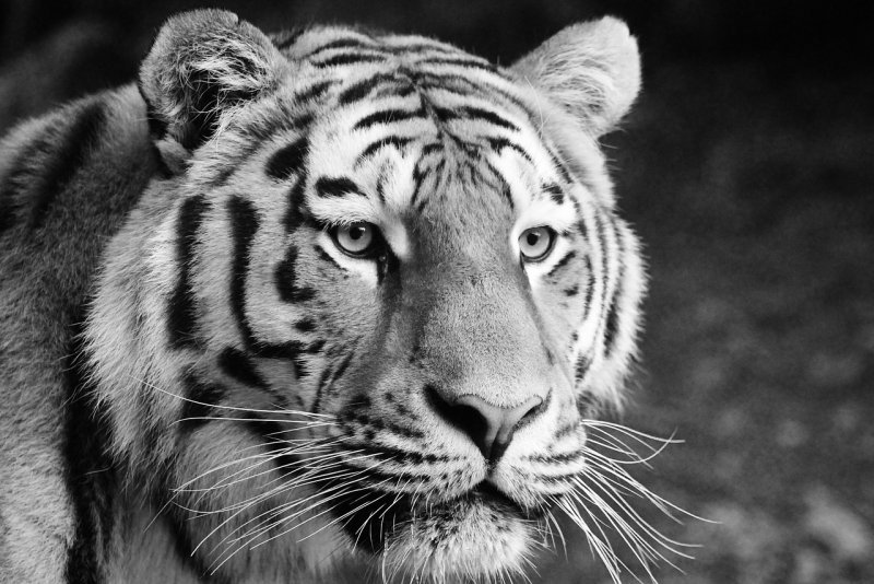 К чему снится тигр: толкование по сонникам