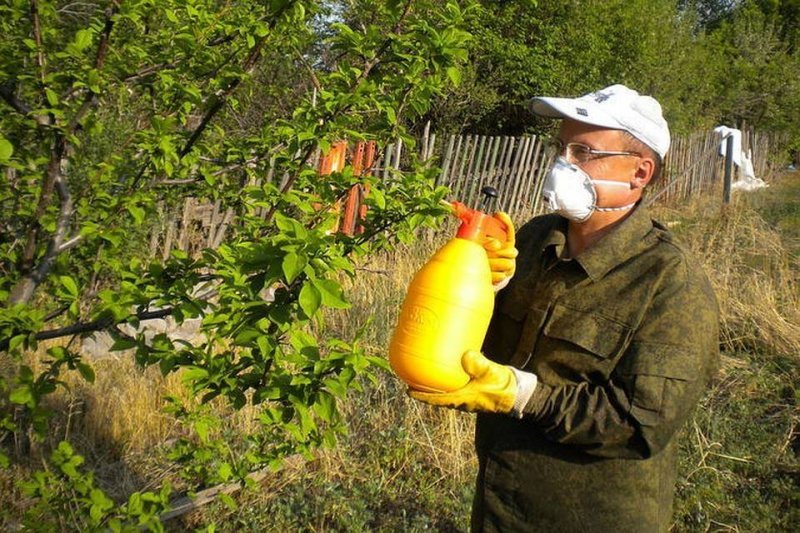 Незаменимая помощь уксуса в огороде: секреты опытных дачников