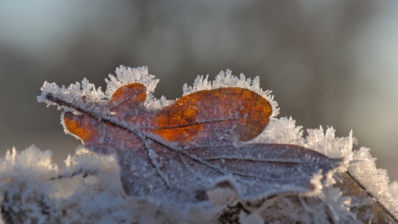 Минус 31 градус: сильный мороз обещают жителям Новосибирской области