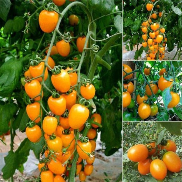 Чем желтые томаты отличаются от красных, лучшие сорта
