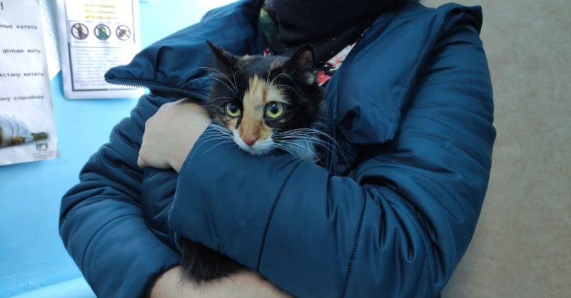 «Принесла кошку, а унесла – кота»: как проходила выездная стерилизация животных в Болотном 