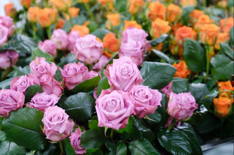 Миллион алых роз: новосибирский тепличный комбинат наращивает мощность и обеспечивает цветами ближайшие регионы