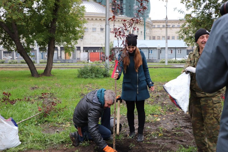 В Новосибирске будут бороться с «чернокнижными» кленами, яблонями и липами