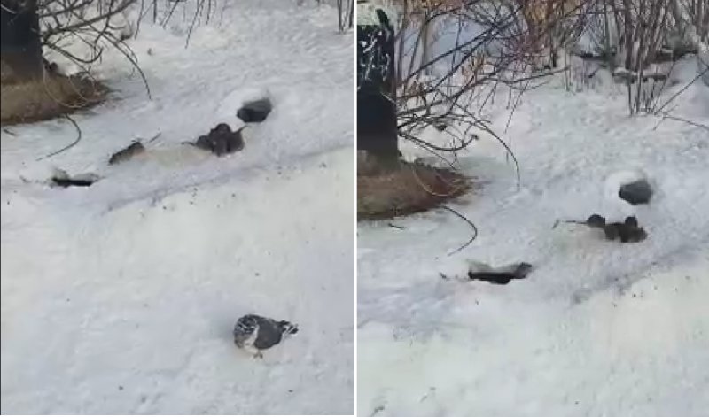 Массовое нашествие крыс шокировало жителей Академгородка (ВИДЕО)