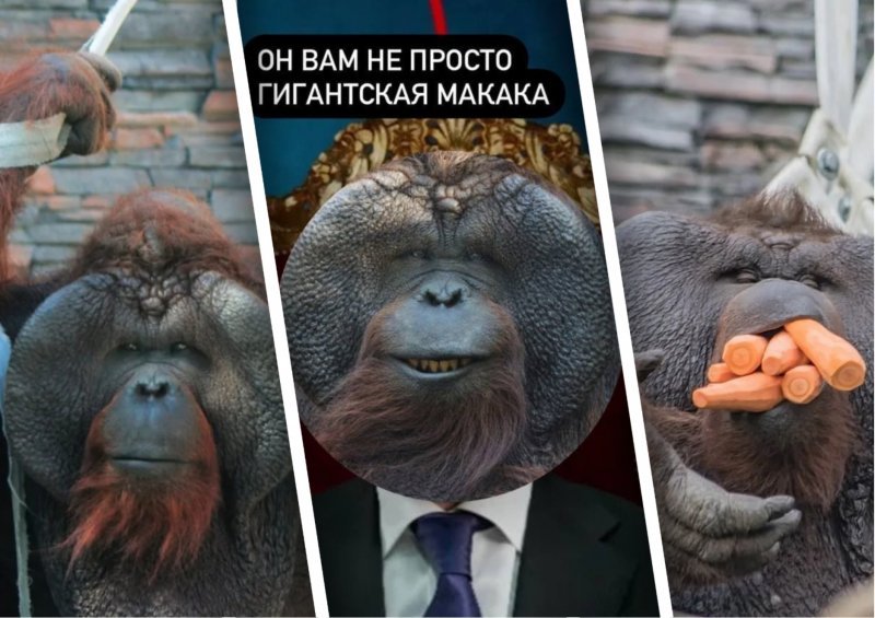 «Орангутана в мэры»: новосибирцы пожаловались на накрутку в голосовании за символ новогодней столицы