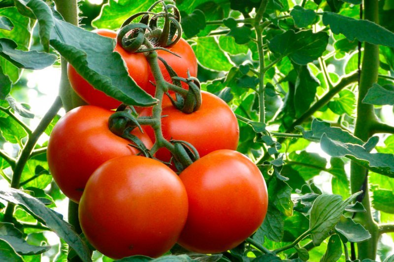 Турецкий метод выращивания томатов: как без усилий увеличить урожайность