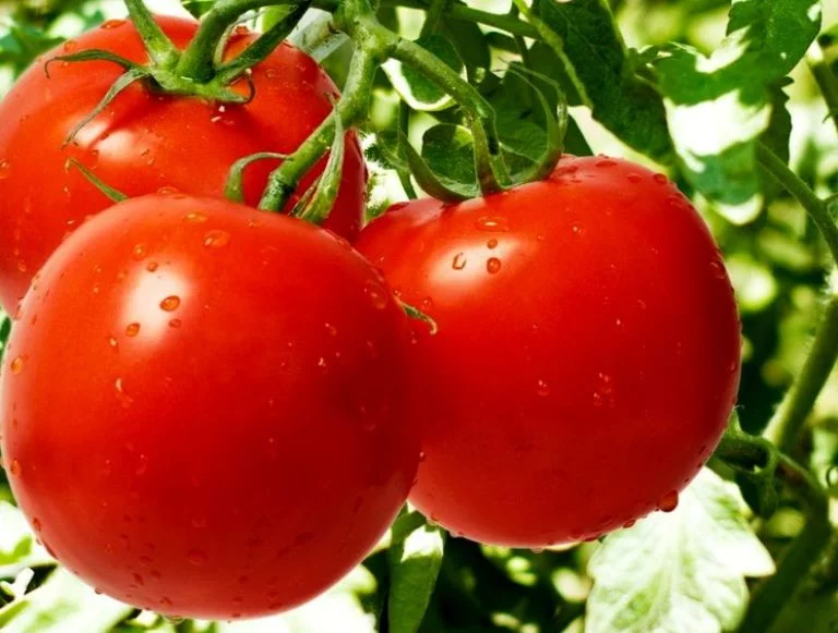Самый ранний, низкорослый, неприхотливый: все о сорте томата «Санька»