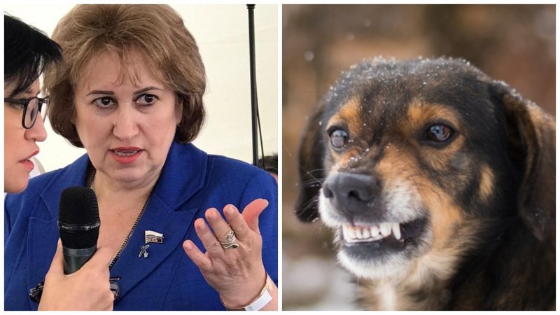 Бывший депутат Госдумы спаслась от нападения бродячих собак и требует для них эвтаназии