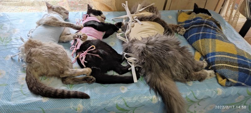 Бесплатно стерилизовать животных начали в Новосибирске