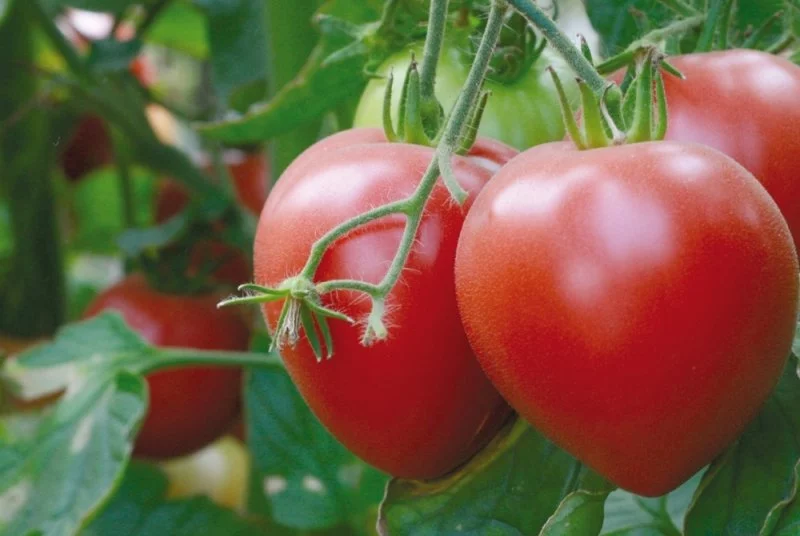 Сердцевидные томаты: лучшие сорта, особенности выращивания